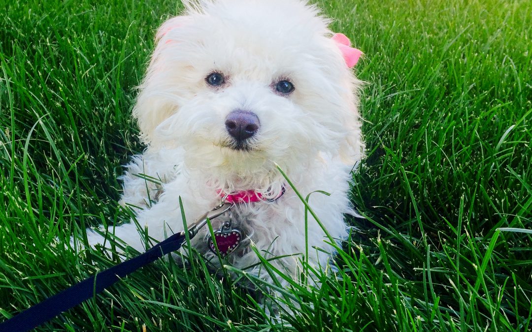 The Healing Power of Pets
